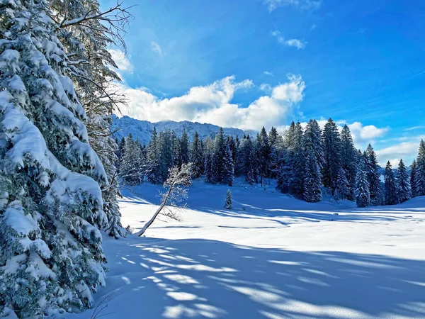 Fantástica Perfeita Atmosfera Natural Montanha Inverno Ano Novo Coração Dos — Fotografia de Stock