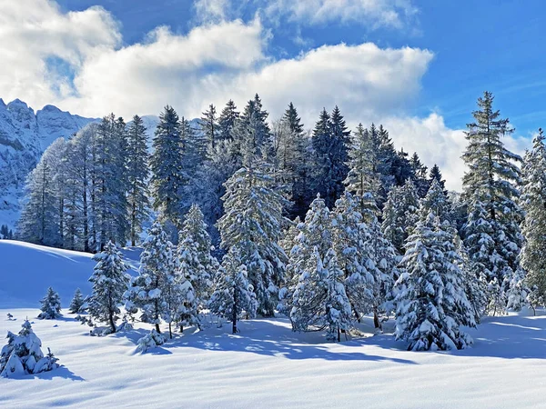 Fantastica Perfetta Atmosfera Naturale Montagna Capodanno Invernale Nel Cuore Delle — Foto Stock