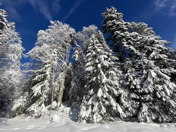 Unrealistisch Schöne Baumkronen Mit Neuschnee Den Schweizer Alpen Schwägalp Pass lizenzfreie Stockfotos