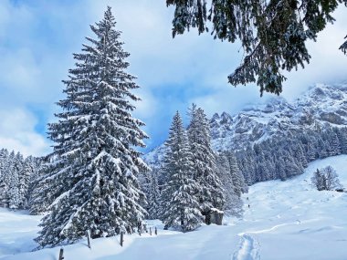 İsviçre Alpleri 'nin kalbinde, Schwaegalp dağ geçidi - Appenzell Ausserrhoden Kantonu, İsviçre / Schweiz