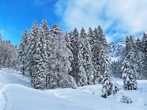 Fantastic and perfect natural New Year 's Eve winter mountain atmosphere in the heart of the Swiss Alps, Schwaegalp mountain pass - Canton of Appenzell Ausserrhoden, Switzerland / Schweiz