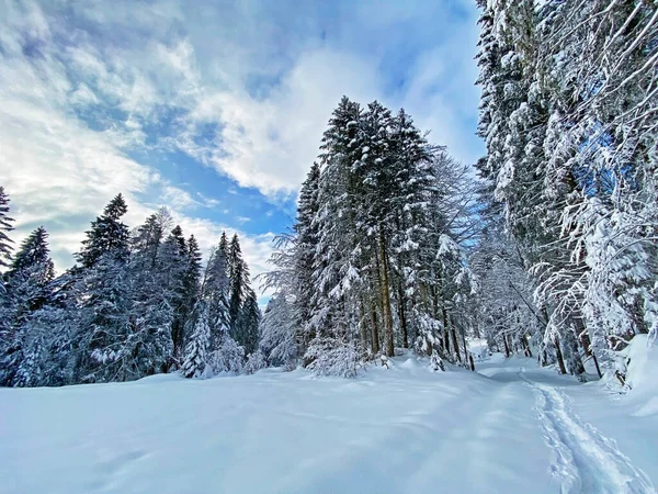 İsviçre Alpleri 'nin kalbinde, Schwaegalp dağ geçidi - Appenzell Ausserrhoden Kantonu, İsviçre / Schweiz