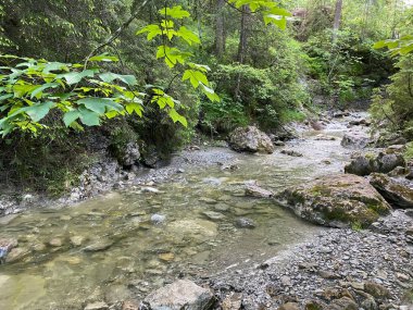 Chaeswaldtobel bölgesinde ve ormanın altında Alp deresi ve Chaeswald, Oberiberg - Schwyz Kantonu, İsviçre (Kanton Schwyz, Schweiz)
