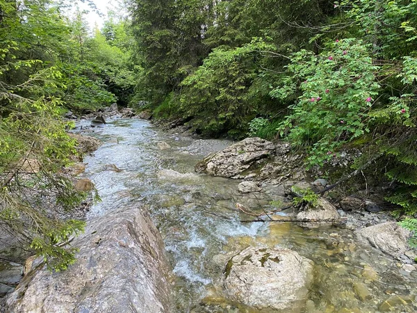 Fluxo Alpino Área Chaeswaldtobel Sob Floresta Chaeswald Oberiberg Cantão Schwyz — Fotografia de Stock