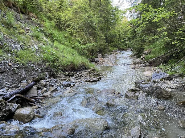 Cours Eau Alpin Dans Région Chaeswaldtobel Sous Forêt Chaeswald Oberiberg — Photo