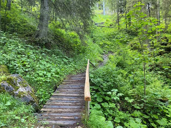 Pequeños Puentes Madera Bosque Sobre Arroyos Alpinos Región Iberig Oberiberg — Foto de Stock