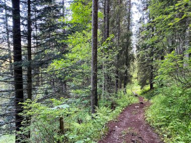 Schwyz Alpleri 'ndeki Iberig bölgesinde yürüyüş, yürüyüş, spor ve dinlenme yolları, Oberiberg - Schwyz Kantonu, İsviçre (Kanton Schwyz, Schweiz)