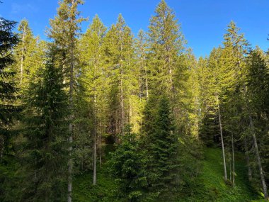 Iberig bölgesi üzerinde ve Schwyz Alp dağlarının yamaçlarında Evergreen ormanı veya kozalaklı ağaçlar, Oberiberg - Schwyz Kantonu, İsviçre (Kanton Schwyz, Schweiz)