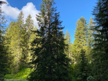 Iberig bölgesi üzerinde ve Schwyz Alp dağlarının yamaçlarında Evergreen ormanı veya kozalaklı ağaçlar, Oberiberg - Schwyz Kantonu, İsviçre (Kanton Schwyz, Schweiz)