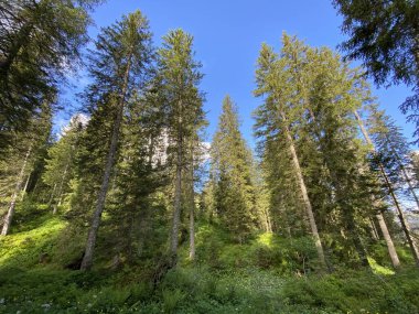 Iberig bölgesi üzerinde ve Schwyz Alp dağlarının yamaçlarında Evergreen ormanı veya kozalaklı ağaçlar, Oberiberg - Schwyz Kantonu, İsviçre (Kanton Schwyz, Schweiz)