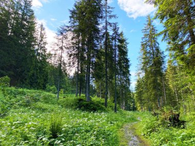 Iberig bölgesi üzerinde ve Schwyz Alp dağlarının yamaçlarında Evergreen ormanı veya kozalaklı ağaçlar, Oberiberg - Schwyz Kantonu, İsviçre (Kanton Schwyz, Schweiz)