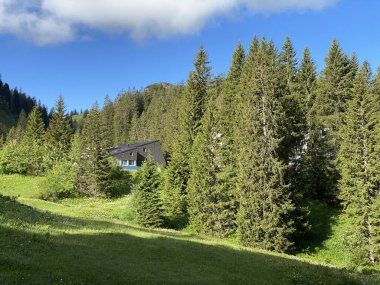 Iberig bölgesi üzerinde ve Schwyz Alp dağlarının yamaçlarında Evergreen ormanı veya kozalaklı ağaçlar, Oberiberg - Schwyz Kantonu, İsviçre (Kanton Schwyz, Schweiz)