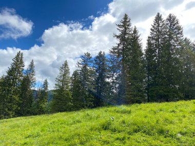 Iberig bölgesi üzerinde ve Schwyz Alp dağlarının yamaçlarında Evergreen ormanı veya kozalaklı ağaçlar, Oberiberg - Schwyz Kantonu, İsviçre (Kanton Schwyz, Schweiz)