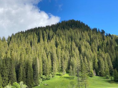 Iberig bölgesi üzerinde ve Schwyz Alp dağlarının yamaçlarında Evergreen ormanı veya kozalaklı ağaçlar, Oberiberg - Schwyz Kantonu, İsviçre (Kanton Schwyz, Schweiz)