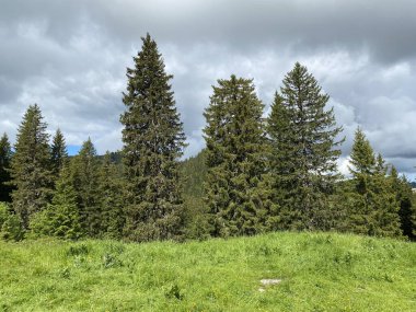 Iberig bölgesi üzerinde ve Schwyz Alp dağlarının yamaçlarında Evergreen ormanı veya kozalaklı ağaçlar, Oberiberg - Schwyz Kantonu, İsviçre (Kanton Schwyz, Schweiz)