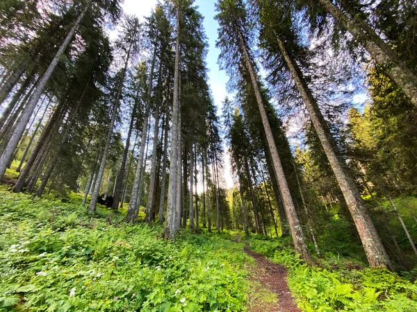 Trails for walking, hiking, sports and recreation over the Iberig region in the Schwyz Alps mountain massif, Oberiberg - Canton of Schwyz, Switzerland (Kanton Schwyz, Schweiz)