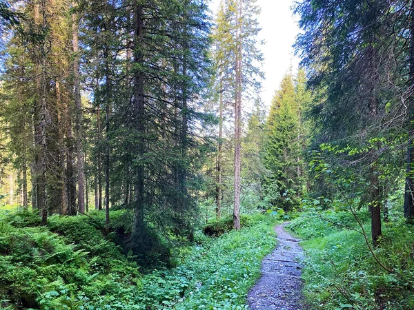 Trails Walking Hiking Sports Recreation Iberig Region Schwyz Alps Mountain — Stock Photo, Image