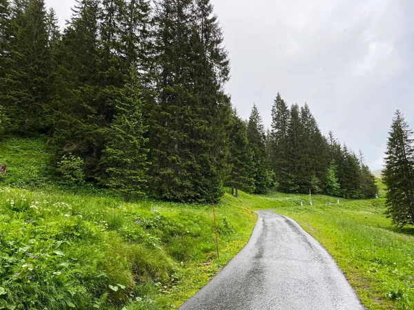 Trails Walking Hiking Sports Recreation Iberig Region Schwyz Alps Mountain — 스톡 사진