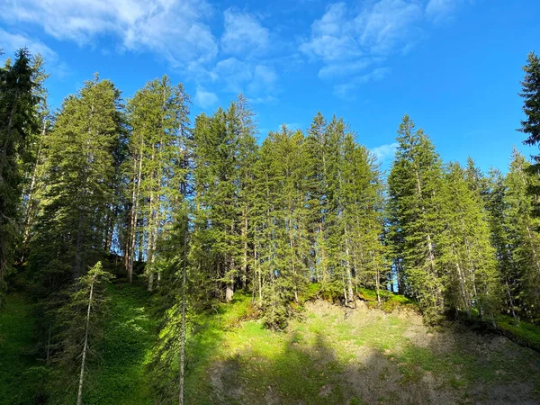 Evergreen Les Nebo Jehličnany Nad Iberským Krajem Svazích Pohoří Schwyz — Stock fotografie