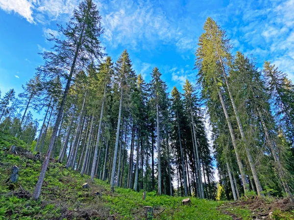 Forêt Feuillage Persistant Conifères Sur Région Iberig Sur Les Pentes — Photo