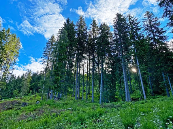 Iberig bölgesi üzerinde ve Schwyz Alp dağlarının yamaçlarında Evergreen ormanı veya kozalaklı ağaçlar, Oberiberg - Schwyz Kantonu, İsviçre (Kanton Schwyz, Schweiz)