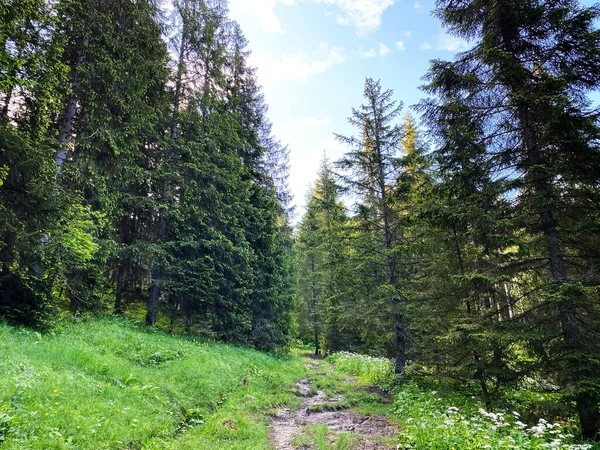 Evergreen Les Nebo Jehličnany Nad Iberským Krajem Svazích Pohoří Schwyz — Stock fotografie