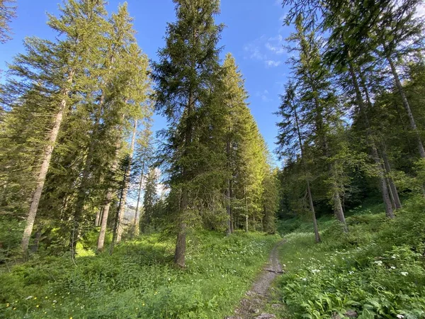 Evergreen Forest Coniferous Trees Iberig Region Slopes Schwyz Alps Mountain — Stock Photo, Image