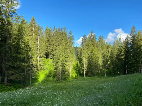 Immergrüne Wälder Oder Nadelbäume Über Der Iberigregion Und Den Hängen — Stockfoto