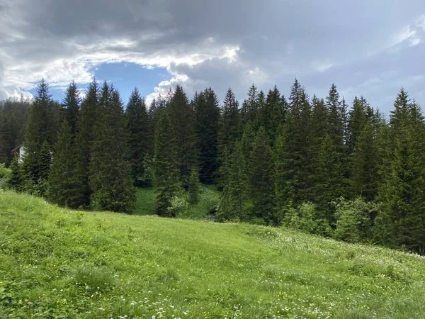 Iberig bölgesi üzerinde ve Schwyz Alp dağlarının yamaçlarında Evergreen ormanı veya kozalaklı ağaçlar, Oberiberg - Schwyz Kantonu, İsviçre (Kanton Schwyz, Schweiz)