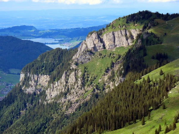 Evergreen Forest Coniferous Trees Iberig Region Slopes Schwyz Alps Mountain — Stock Photo, Image