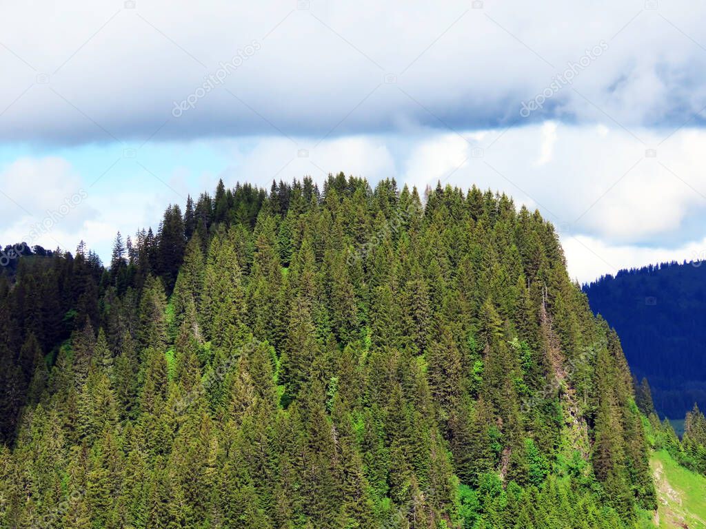 Evergreen forest or coniferous trees over the Iberig region and on the slopes of the Schwyz Alps mountain massif, Oberiberg - Canton of Schwyz, Switzerland (Kanton Schwyz, Schweiz)
