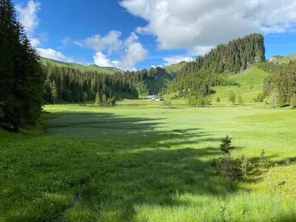 Alpské Pastviny Pastviny Nad Iberským Krajem Svazích Pohoří Schwyz Oberiberg — Stock fotografie