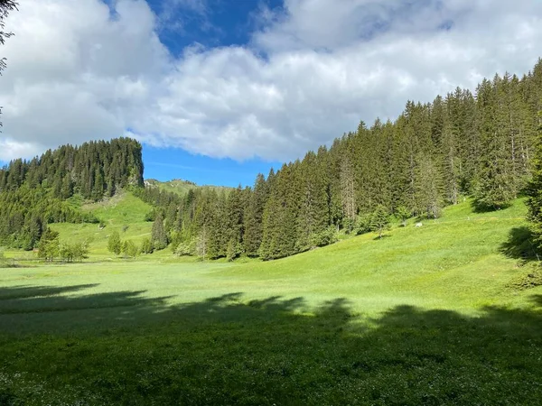 イベリア地方とシュワイツアルプス山塊の斜面にあるアルプスの牧草地と草原 オベレルグ スイスのシュワイツカントン カントン シュワイツシュワイツシュワイツシュワイツシュワイツシュワイツシュワイツシュワイツシュワイツシュワイツス — ストック写真