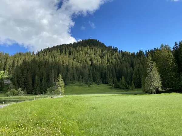 瑞士施维茨州 Kanton Schwyz Schweiz Oberiberg高山地块上伊比利亚地区的高山牧场和草地 — 图库照片