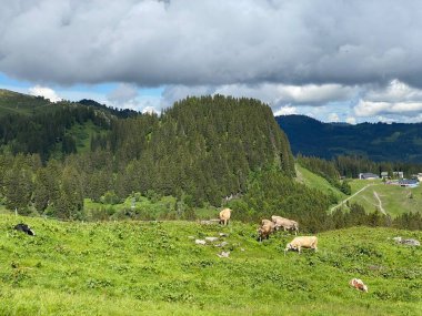 Iberig bölgesinde ve Schwyz Alp Dağları 'nın yamaçlarında (Oberiberg - Schwyz Kantonu, İsviçre), İsviçre (Kanton Schwyz, Schweiz)