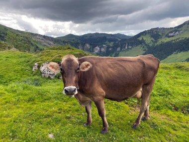 Iberig bölgesinde ve Schwyz Alp Dağları 'nın yamaçlarında (Oberiberg - Schwyz Kantonu, İsviçre), İsviçre (Kanton Schwyz, Schweiz)