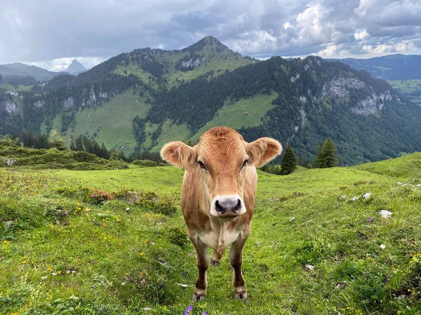 在Iberig地区的草地和牧场上 以及在瑞士Schwyz州Oberiberg的Schwyz阿尔卑斯山地块的斜坡上 Kanton Schwyz Schweiz 饲养的奶牛 — 图库照片