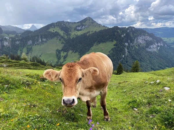 Belföldi Tehenek Ibériai Réteken Legelőkön Valamint Schwyz Alpok Lejtőin Oberiberg — Stock Fotó