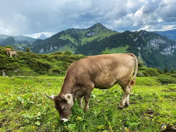 Belföldi Tehenek Ibériai Réteken Legelőkön Valamint Schwyz Alpok Lejtőin Oberiberg — Stock Fotó