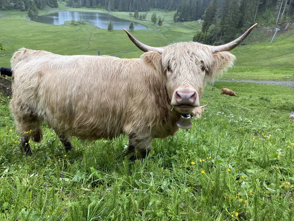 Highland Cow Hielan Coo Scottish Breed Das Schottische Hochlandrind Highland — Foto de Stock