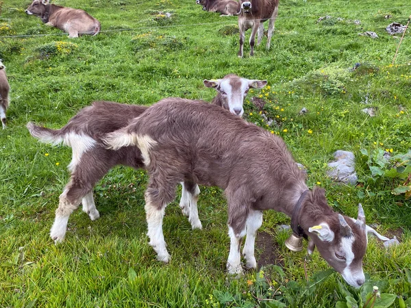 Domestic Goats Meadows Pastures Iberig Region Slopes Schwyz Alps Mountain — Stock fotografie