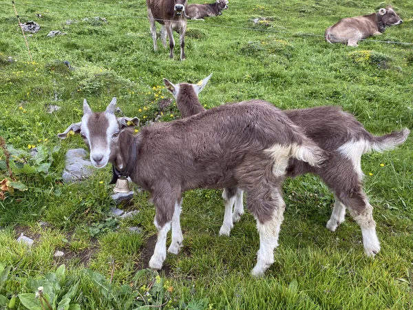 Domestic Goats Meadows Pastures Iberig Region Slopes Schwyz Alps Mountain — Stock fotografie