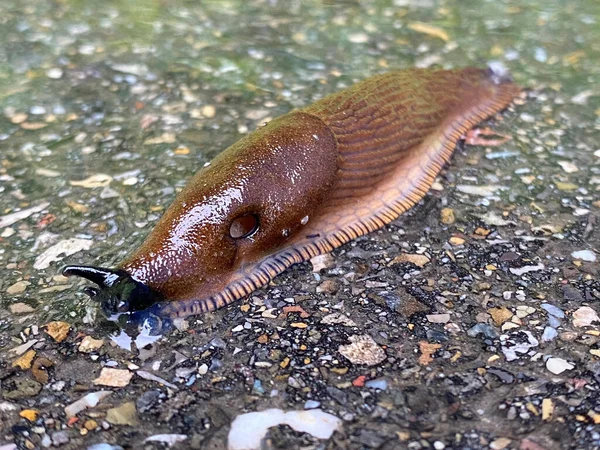 Spanish Slug Arion Lusitanicus Arion Vulgaris Die Spanische Wegschnecke Portuguese — 图库照片