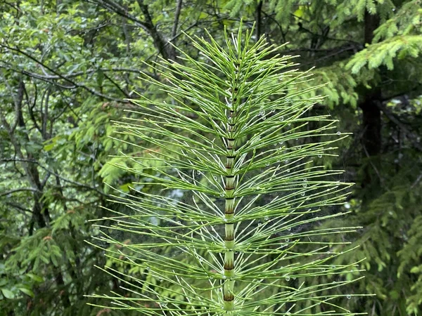 Kůň Lesní Equisetum Sylvaticum Wald Schachtelhalm Cola Caballo Prele Des — Stock fotografie