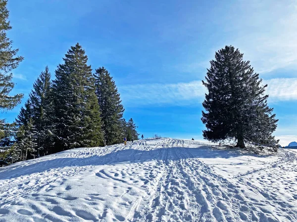 Underbara Vintervandringsleder Och Spår Det Färska Alpina Snötäcket Fjällmassivet Alpstein — Stockfoto