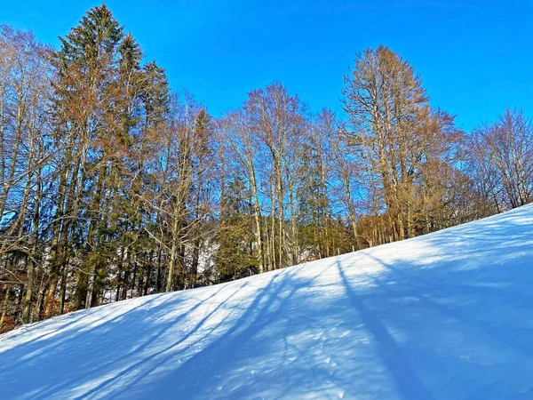 瑞士圣加仑州Unterwasser的Obertoggenburg地区白雪覆盖的森林中的单株树和混合亚高山森林 施韦兹 — 图库照片