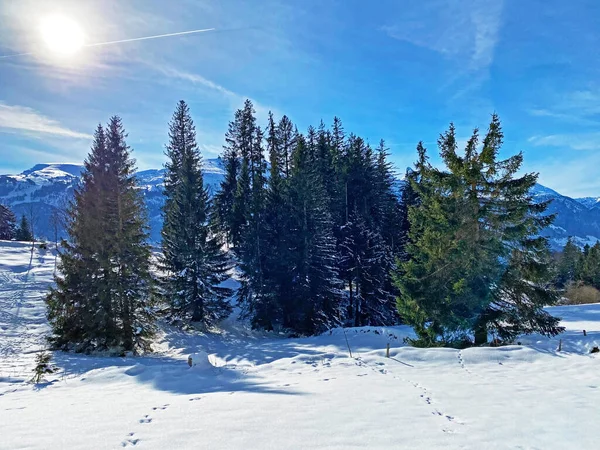 スイス ザンクトガレン州のUnterwasser Obertoggenburg地域の雪に覆われたグレーズの単一木と混合した亜高山林 スイス — ストック写真