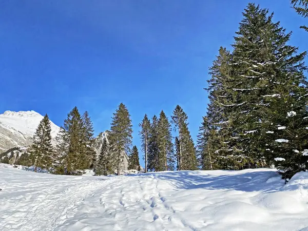 Einzelbäume Und Subalpiner Mischwald Den Schneebedeckten Lichtungen Des Obertoggenburg Unterwasser — Stockfoto