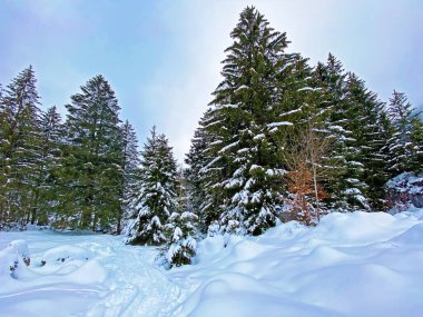Alpstein dağ sırası, Ennetbuhl veya Ennetbuehl - İsviçre 'nin St. Gallen Kantonu' nda yoğun kar yağışı sonrasında tipik bir kış atmosferindeki alp ağaçlarının resimli tepe örtüleri