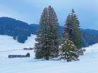 Alpstein dağ sırası, Ennetbuhl veya Ennetbuehl - İsviçre 'nin St. Gallen Kantonu' nda yoğun kar yağışı sonrasında tipik bir kış atmosferindeki alp ağaçlarının resimli tepe örtüleri